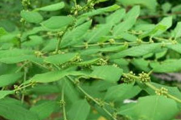 马桑叶茶的功效与作用禁忌