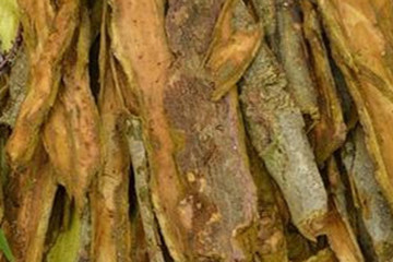 木蝴蝶树皮茶的功效与作用禁忌