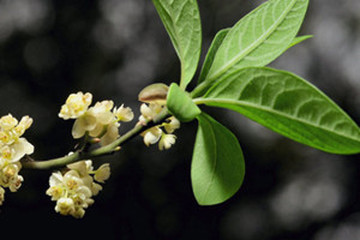 木姜子茶的功效与作用禁忌