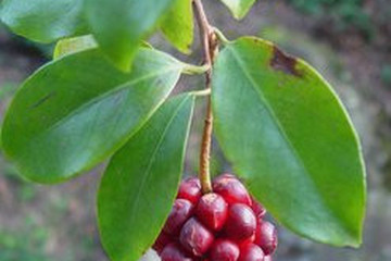 南五味子叶茶的功效与作用禁忌