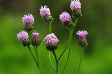 泥胡菜茶的功效与作用禁忌