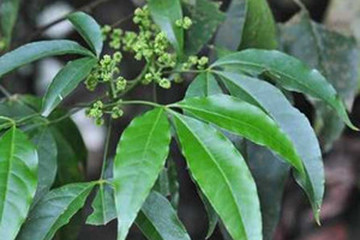 三丫苦叶茶的功效与作用禁忌