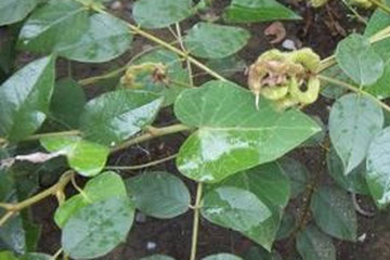 山甘草根茶的功效与作用禁忌