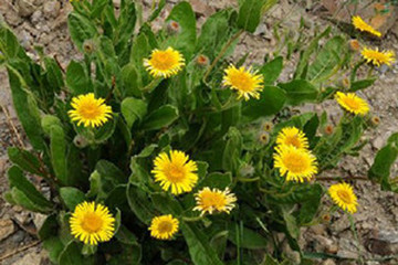 虱草花茶的功效与作用禁忌