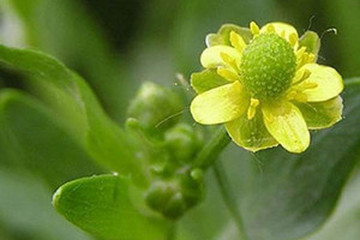 石龙芮茶的功效与作用禁忌