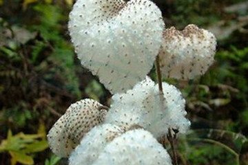 水棉花茶的功效与作用禁忌