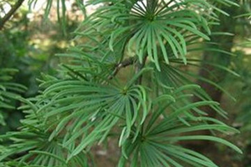 水松皮茶的功效与作用禁忌