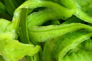 丝瓜皮茶的功效与作用禁忌