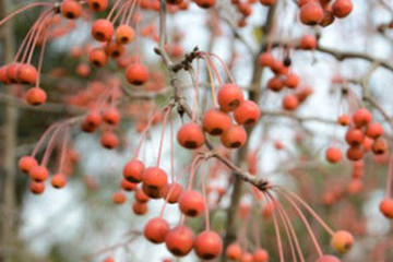 甜茶的功效与作用 图片 禁忌 乡间郎中