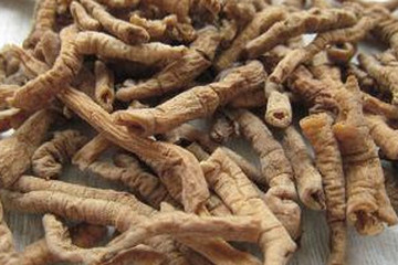 甜远志茶的功效与作用禁忌