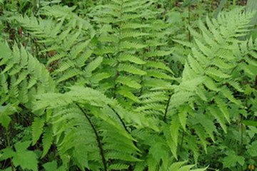 铁角凤尾草茶的功效与作用禁忌