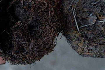 土燕窝茶的功效与作用禁忌
