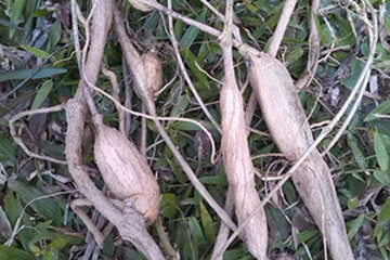 王瓜根茶的功效与作用禁忌