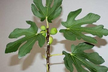 无花果叶茶的功效与作用禁忌