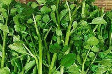 西洋菜干的功效与作用 图片 禁忌 乡间郎中