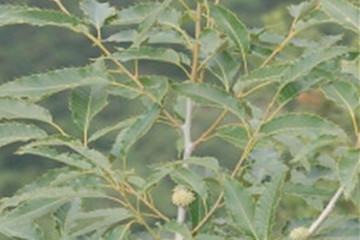 橡木皮茶的功效与作用禁忌