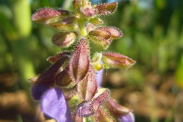 野丹参茶的功效与作用-野丹参泡水喝的功效-禁