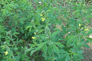 野决明茶的功效与作用禁忌