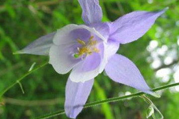 银扁担的功效与作用 图片 禁忌 乡间郎中