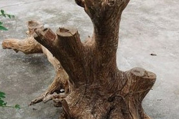 枣树根