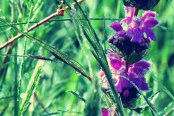 珍珠露水草的功效与作用 图片 禁忌 乡间郎中