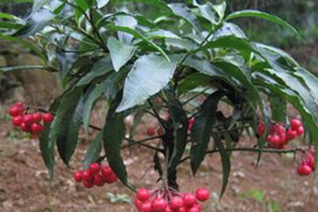 朱砂根茶的功效与作用禁忌