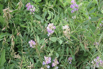 醉马草茶的功效与作用禁忌