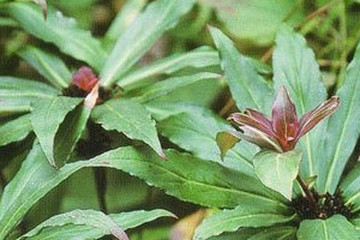 追风伞茶的功效与作用禁忌