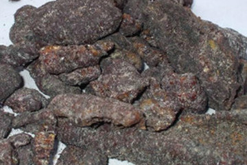 紫草茸茶的功效与作用禁忌