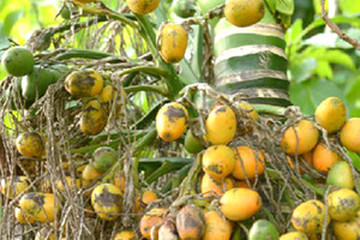 枣槟榔茶的功效与作用禁忌