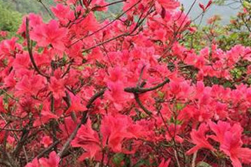 迎山红茶的功效与作用禁忌