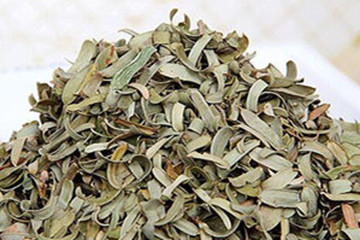 油柑叶茶的功效与作用禁忌