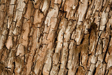 杨梅树皮茶的功效与作用禁忌