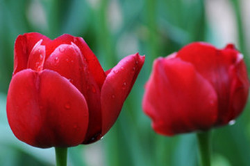 郁金香茶的功效与作用禁忌