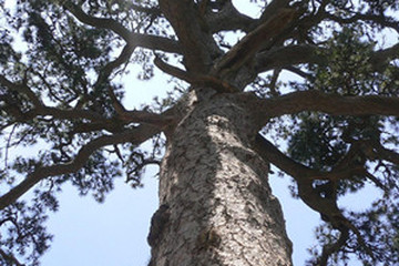 万年松茶的功效与作用禁忌