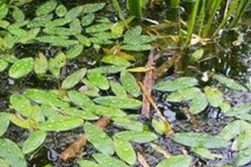 酸水草的功效与作用 图片 禁忌 乡间郎中