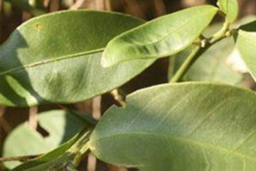 山橘叶茶的功效与作用禁忌