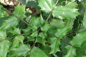 十大功劳叶茶的功效与作用禁忌