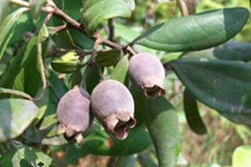 山棯子茶的功效与作用禁忌