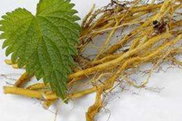 荨麻根茶的功效与作用禁忌