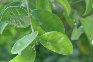 榕树叶茶的功效与作用禁忌