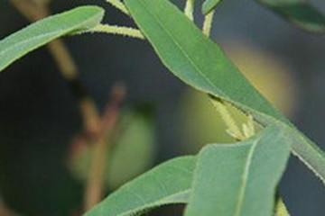 柠檬桉叶茶的功效与作用禁忌