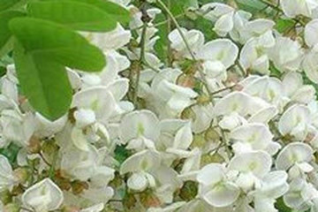 白花灰毛槐树茶的功效与作用禁忌