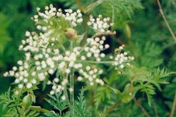 蘼芜