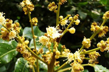 龙眼花茶的功效与作用禁忌