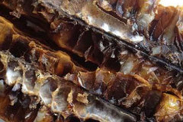 蜜蜂子茶的功效与作用禁忌