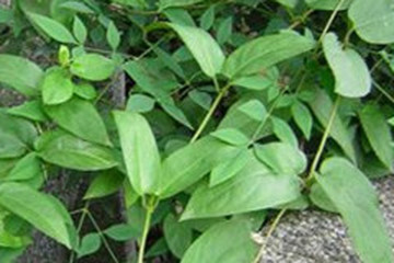 白鸡屎藤茶的功效与作用禁忌