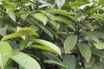苦茶叶茶的功效与作用禁忌