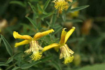 黄花铁线莲茶的功效与作用禁忌