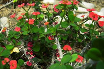 虎刺的功效与作用 图片 禁忌 乡间郎中